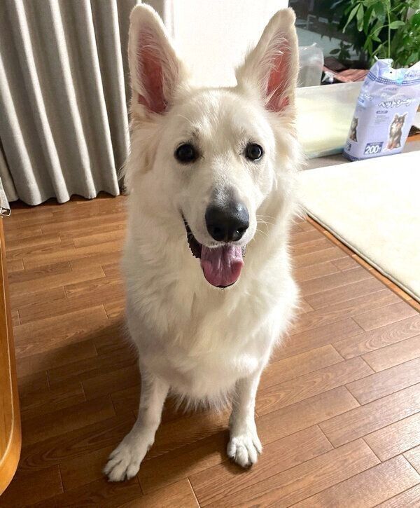 笑顔が可愛いモフちゃん