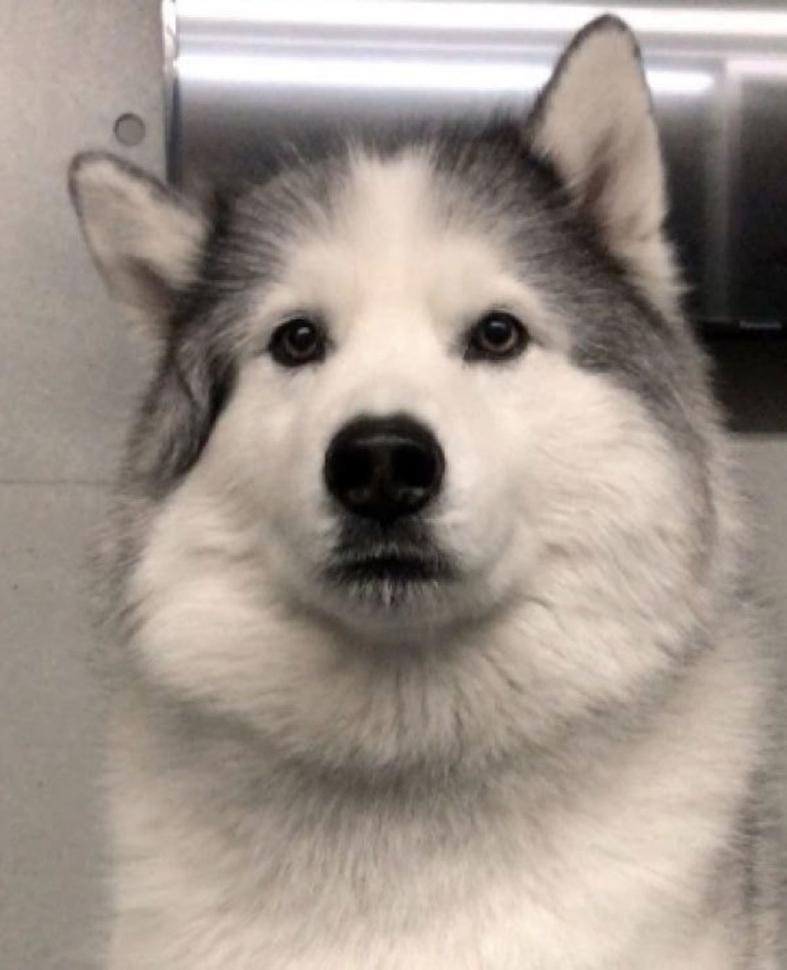 リアクションうますぎ カメラに気づいた犬 衝撃の驚きぶりに爆笑 いぬのきもちweb Magazine リアクションうますぎ カメラに気づいた犬 衝撃の驚きぶりに爆笑 いぬのきもちweb Magazine