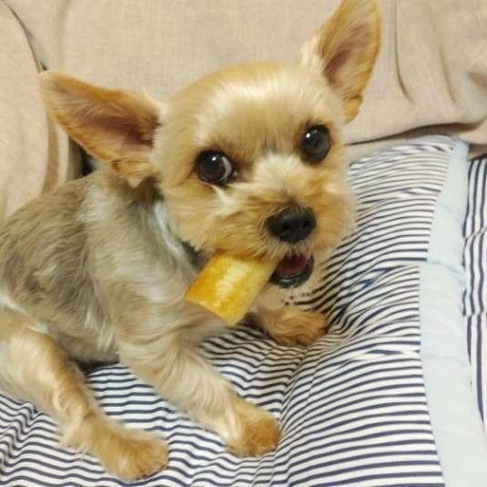 何かをくわえるヨークシャー・テリア