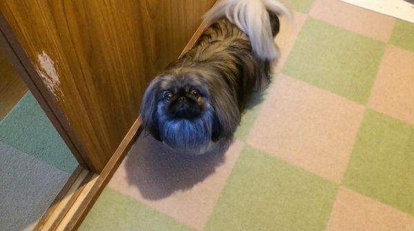 見つめるペキニーズ