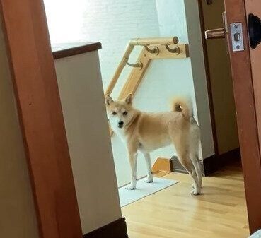 パパを見つけた柴犬のハナちゃん