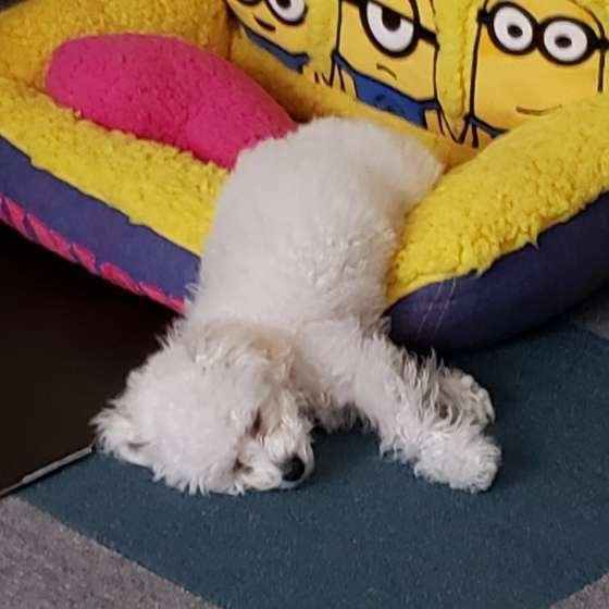 眠すぎる、りくとくん