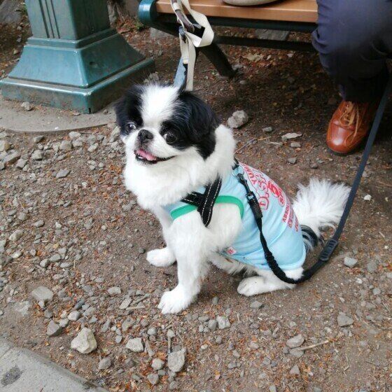 足元で座っている狆