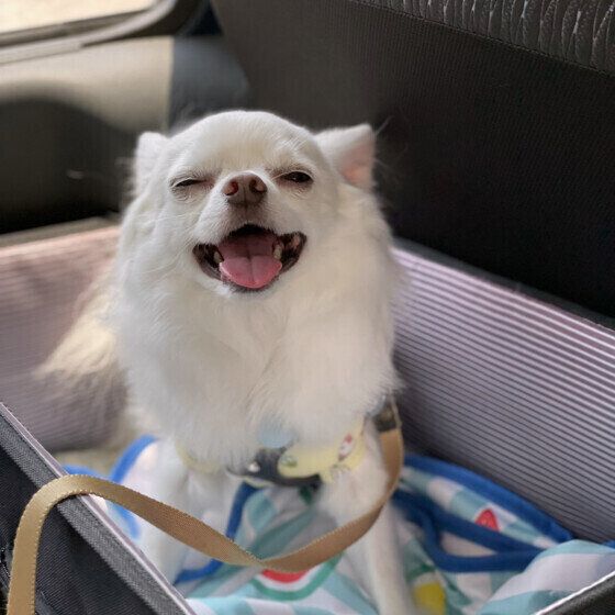 チワワのミルクくん