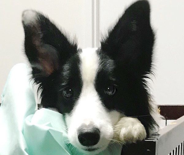 見つめるボーダー・コリー