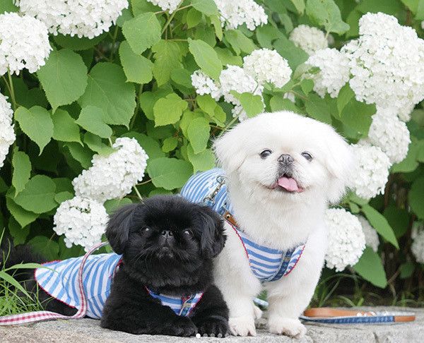 見つめるペキニーズ