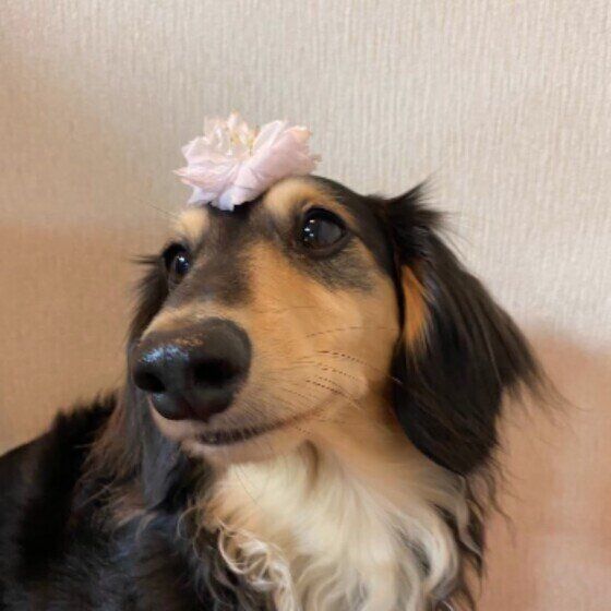 獣医師監修】犬にはちみつを与えるときは注意が必要。与えるメリットとデメリットを解説|いぬのきもちWEB MAGAZINE 獣医師監修】犬にはちみつを与えるときは注意が必要。与えるメリットとデメリットを解説|いぬのきもちWEB MAGAZINE