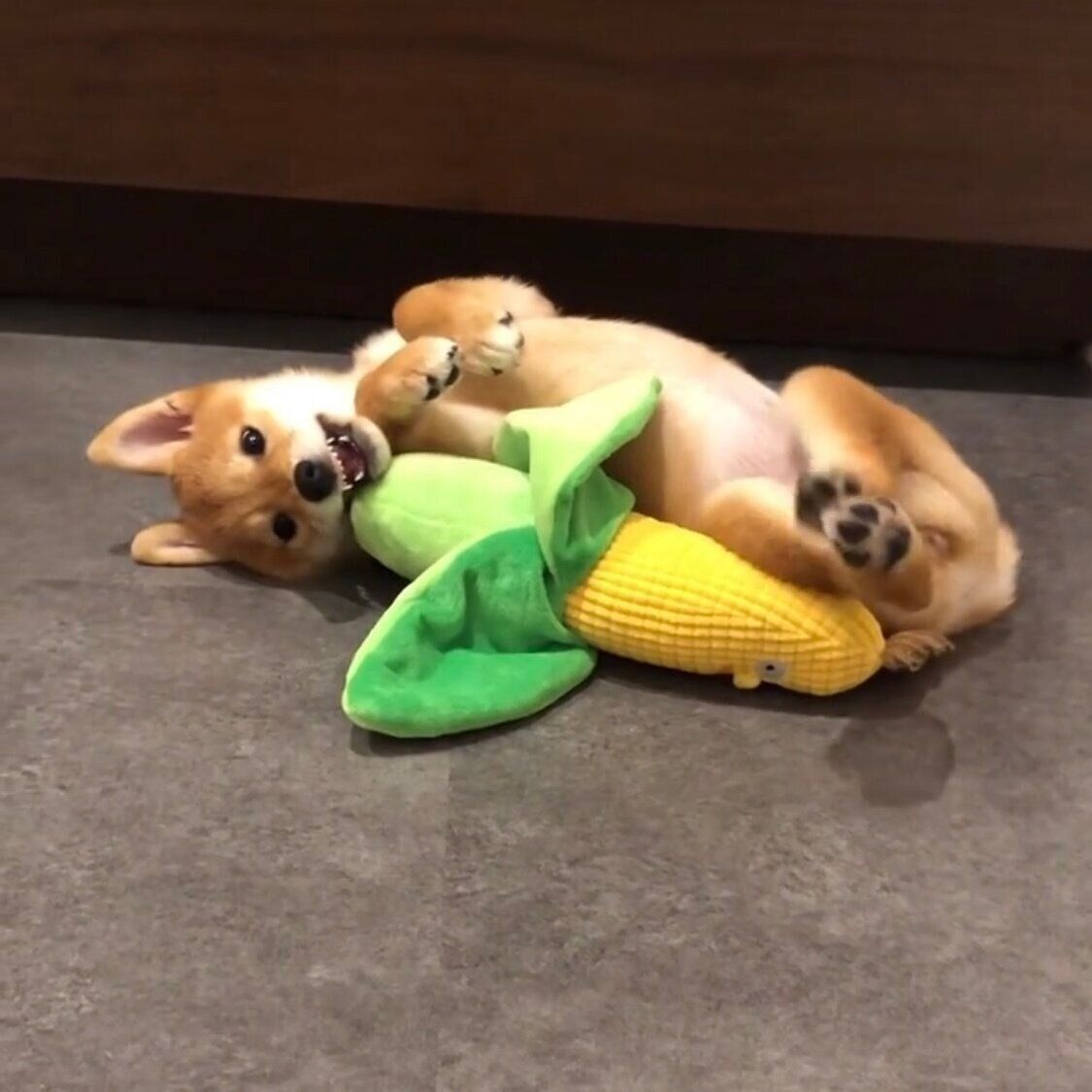 おもちゃで遊ぶ生後3カ月のまるちゃん