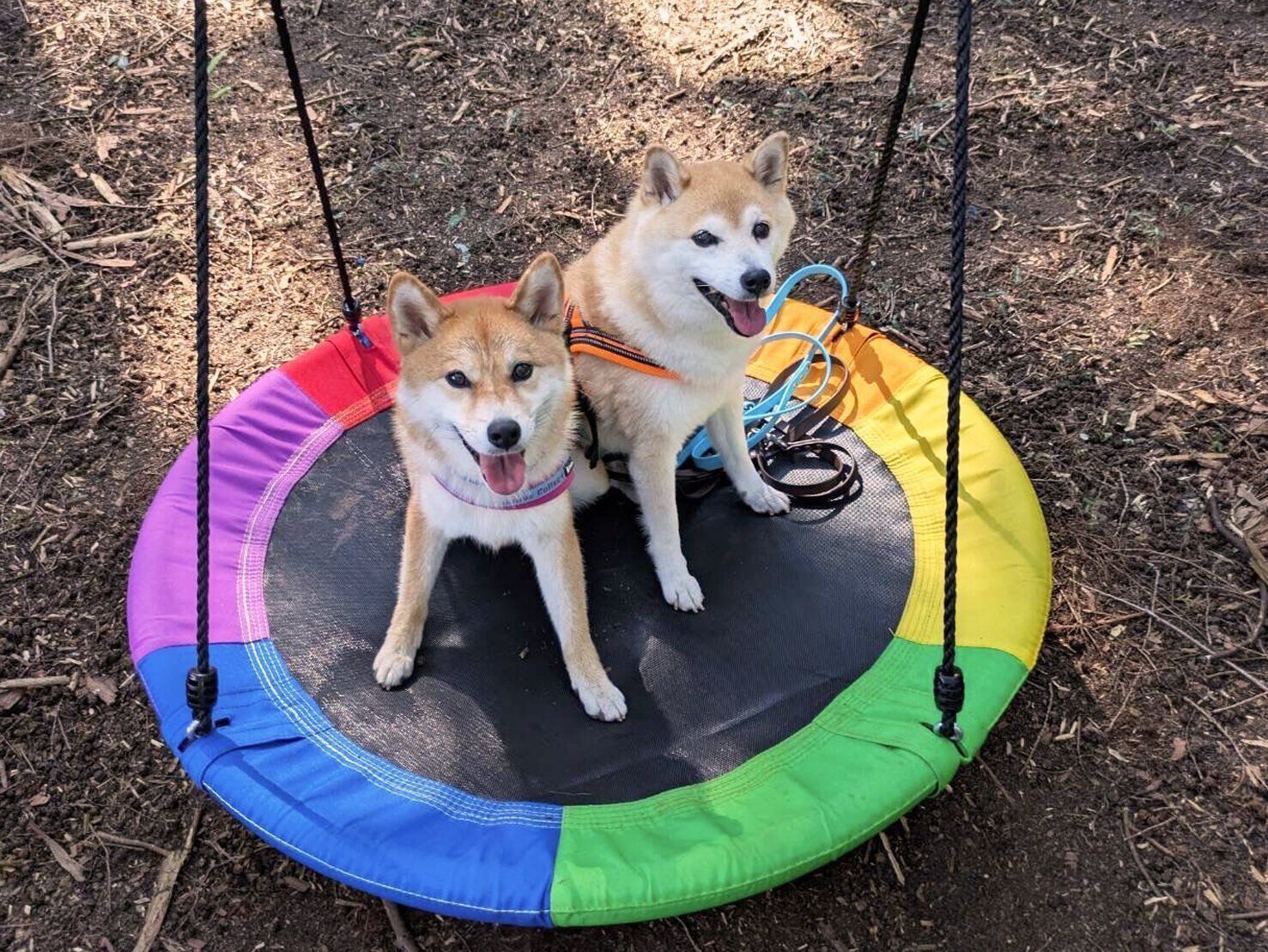 左：おとちゃん（3才／柴犬）、右：はなちゃん（14才／柴犬）
