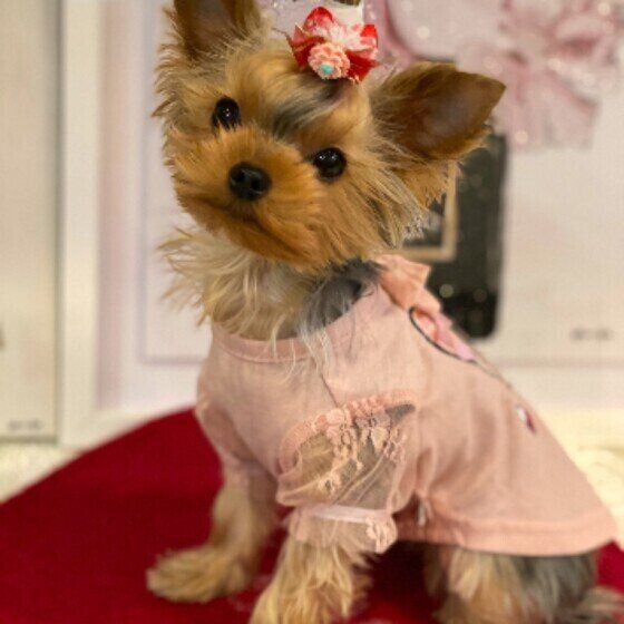 ヨークシャー・テリアのココちゃん