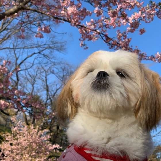 春のお散歩は草花などの中毒に気をつけよう!
