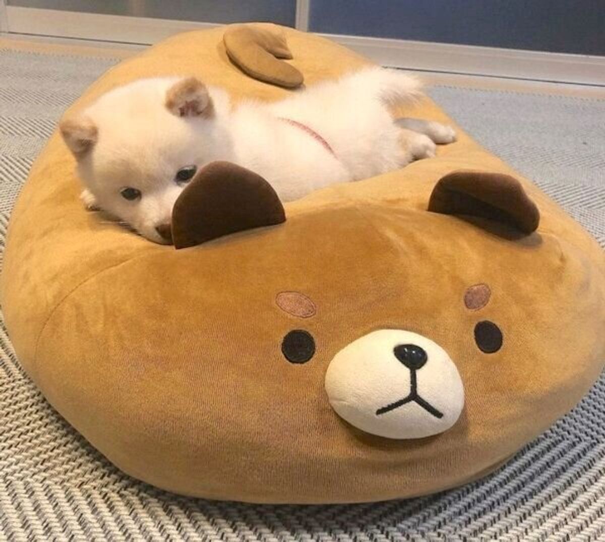 犬の名前ランキング21 総合第1位の犬の名前は 名付けの理由 を飼い主に聞いた いぬのきもちweb Magazine 犬の名前ランキング21 総合第1位の犬の名前は 名付けの理由 を飼い主に聞いた いぬのきもちweb Magazine