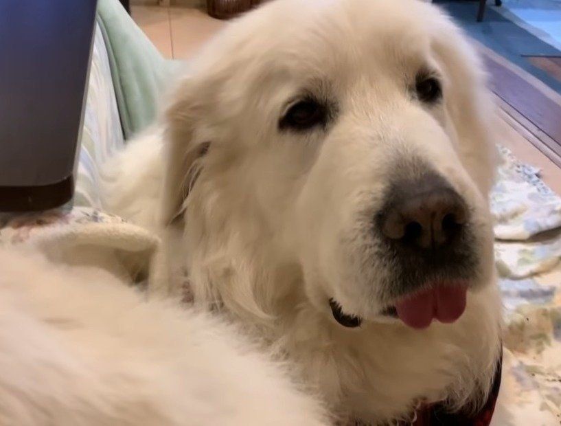 割り込まれた犬