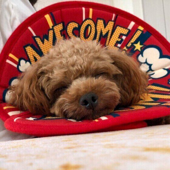 トイ・プードルのルーキーくん