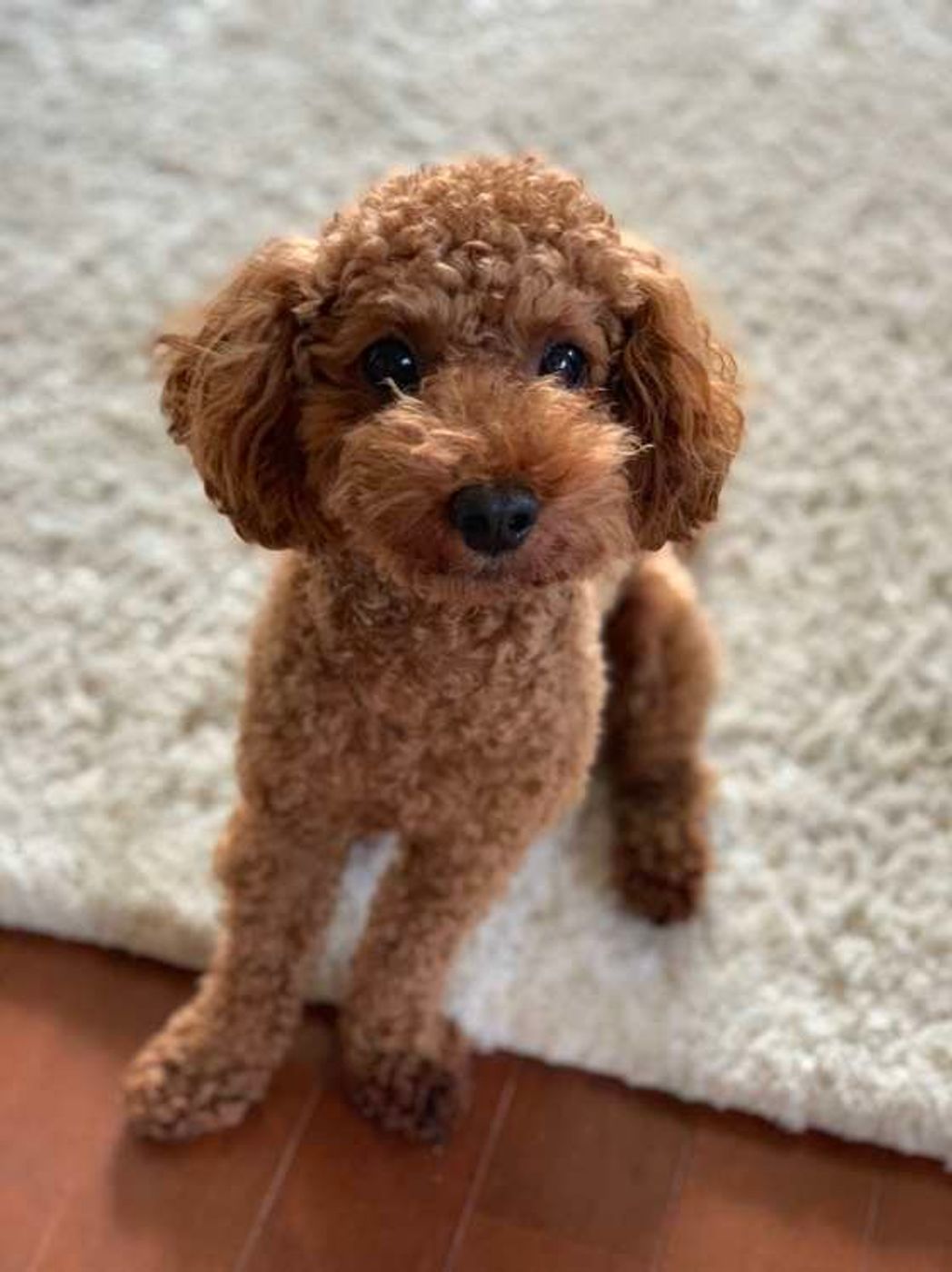 獣医師監修 犬を飼うとき必要な心構え 飼うべきでない人の特徴も いぬのきもちweb Magazine 獣医師監修 犬を飼うとき必要な心構え 飼うべきでない人の特徴も いぬのきもちweb Magazine