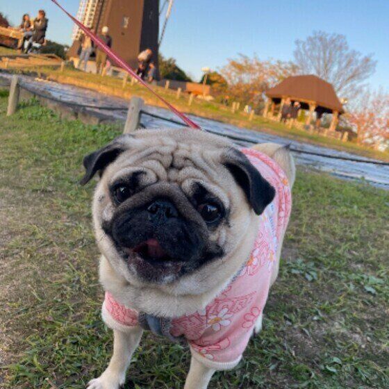 パグのまるちゃん