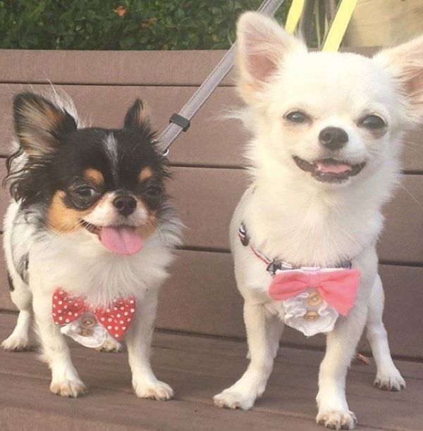 チワワのnikoちゃんとutaちゃん