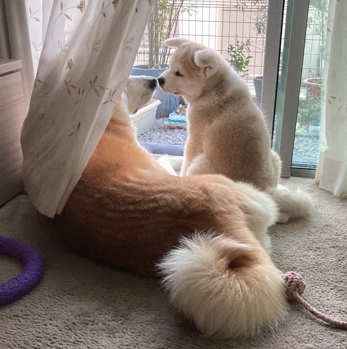 鼻をくっつける大吉くん、幸ちゃん