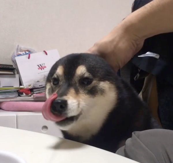 柴犬の吾子ちゃん