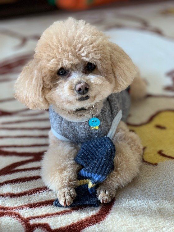 トイ・プードル