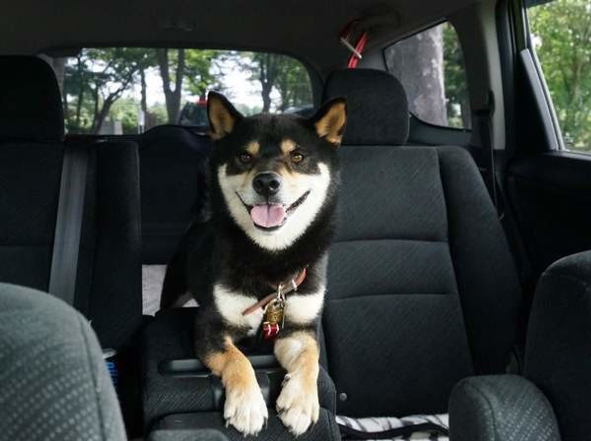 休日は愛犬とドライブデート 車移動に慣れさせるためのatoz いぬのきもちweb Magazine 休日は愛犬とドライブデート 車移動に慣れさせるためのatoz いぬのきもちweb Magazine