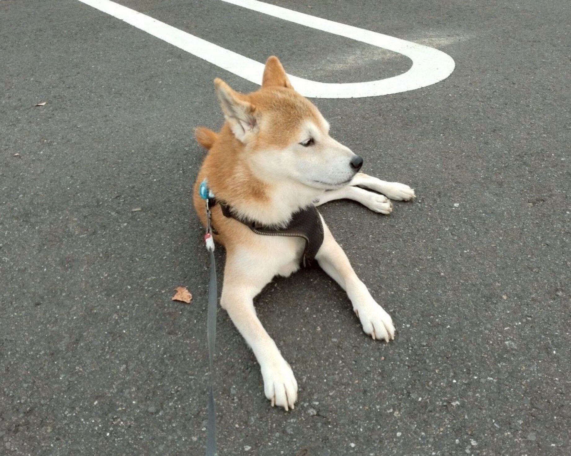 散歩中に伏せをするこぶしくん