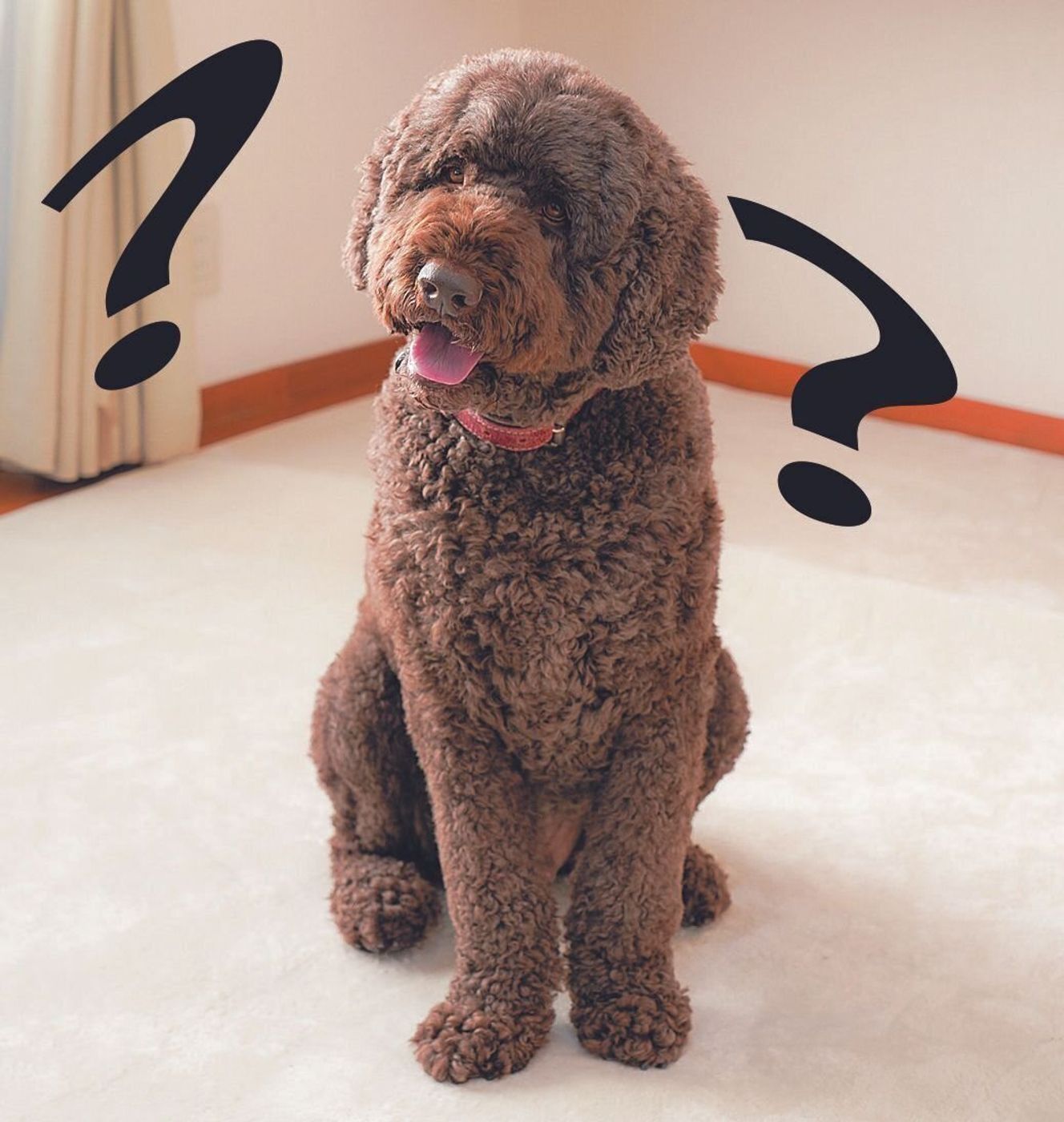 しつけやすい性格ってあるの 一番大事なしつけは 犬のしつけの疑問にプロが答えます いぬのきもちweb Magazine しつけやすい性格ってあるの 一番大事なしつけは 犬のしつけの疑問にプロが答えます いぬのきもちweb Magazine