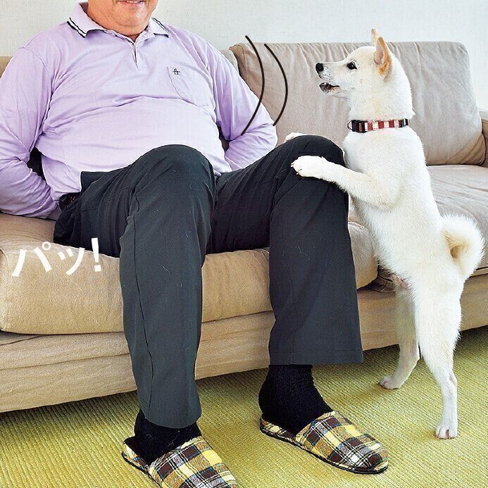 あま噛みが本気噛みになる前に 愛犬に噛まれたときにしてはいけないことって いぬのきもちweb Magazine