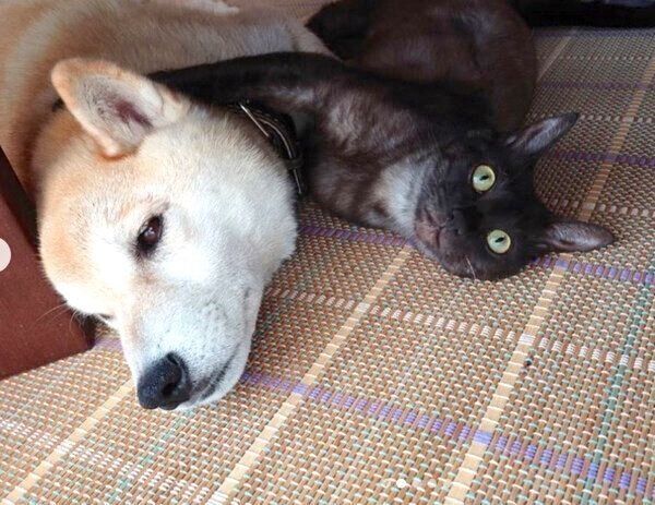 まったりする蘭丸くんとすずちゃん