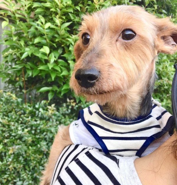 元保護犬・サブレくん