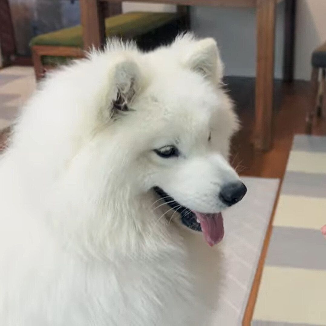 待てをしているサニーちゃん