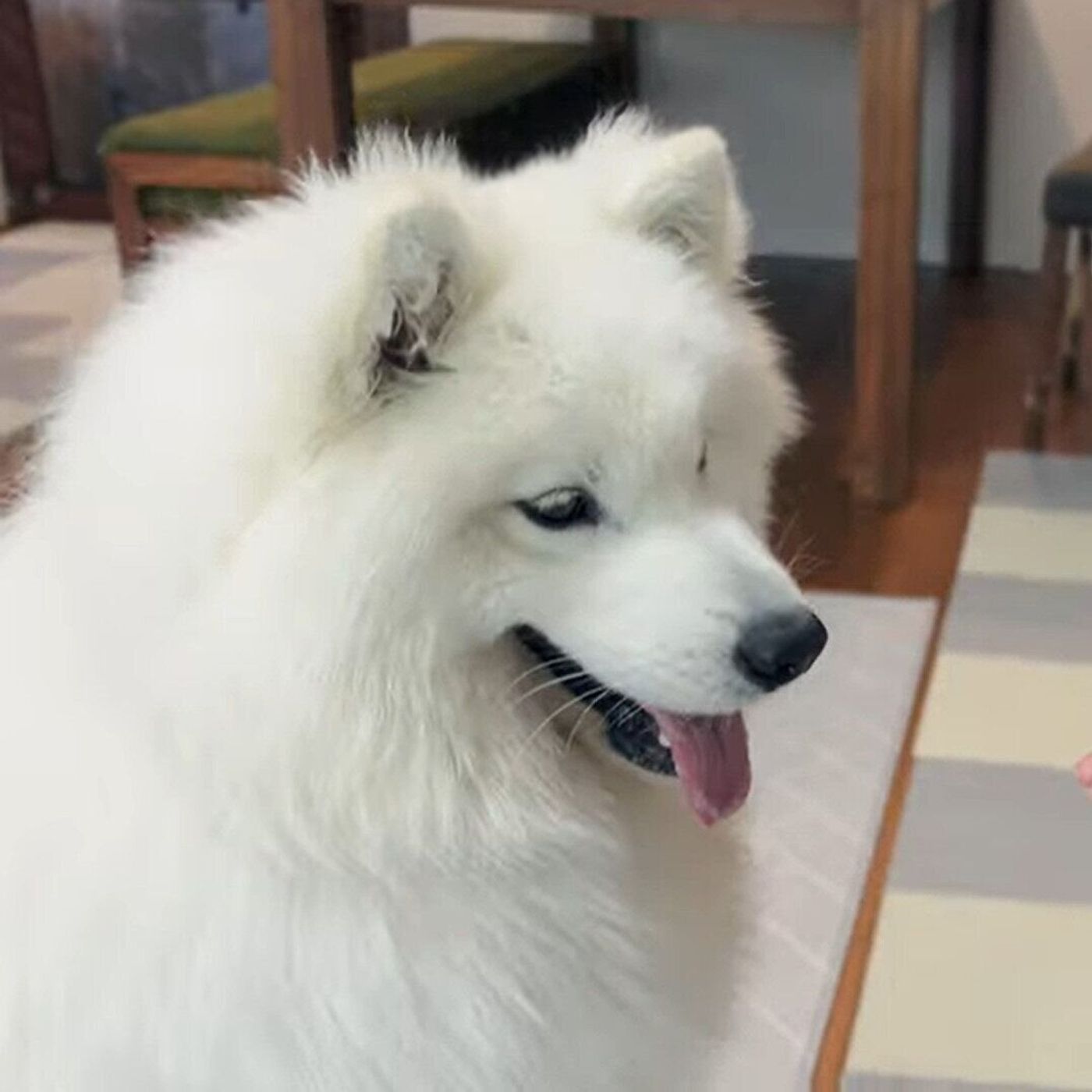 マテ が上手にできなくても 全力の愛嬌で乗り切る子犬のサモエド いぬのきもちweb Magazine マテ が上手にできなくても 全力の愛嬌で乗り切る子犬のサモエド いぬのきもちweb Magazine
