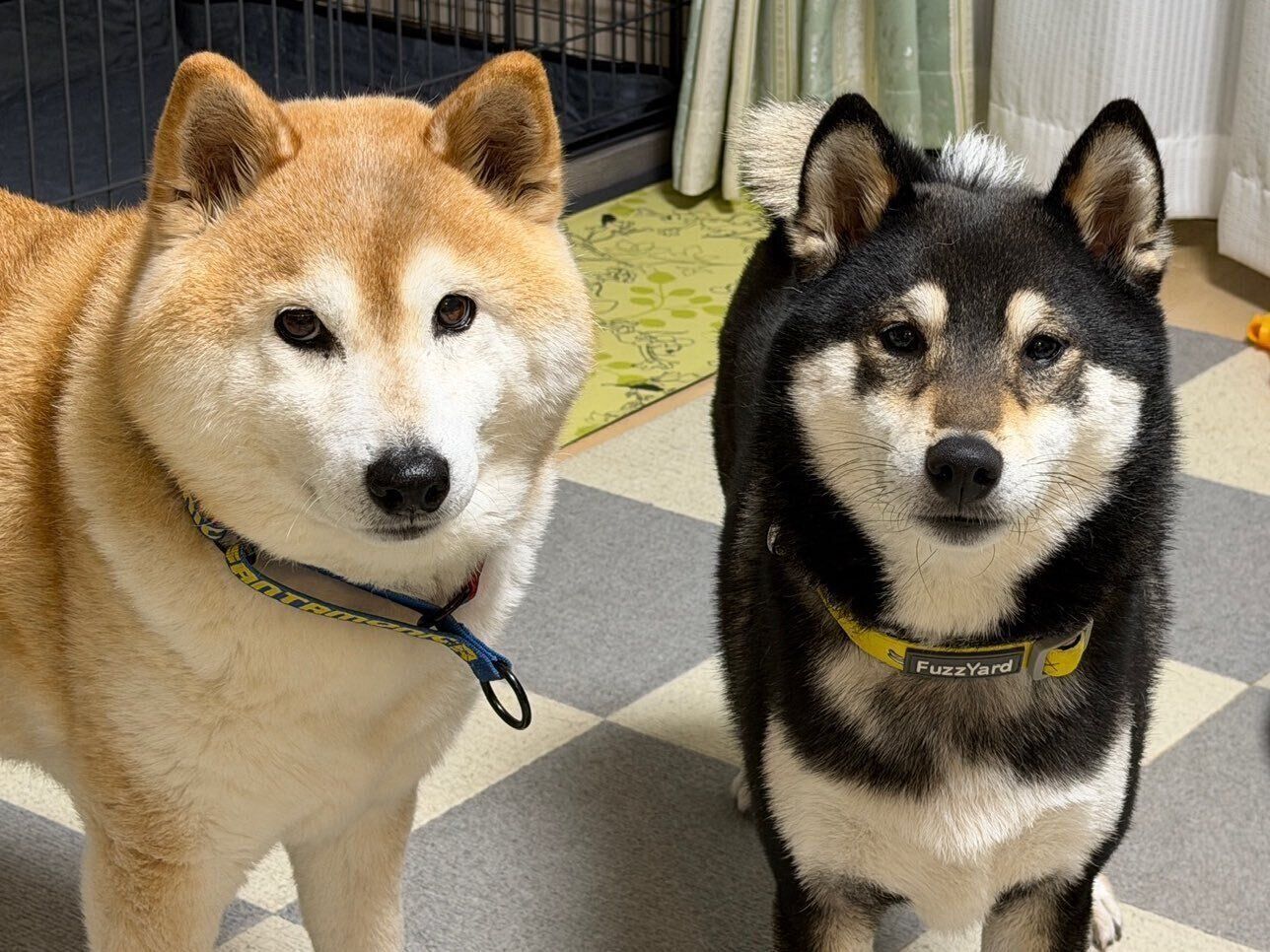 飼い主さんを見つめる柴犬（左）と柴犬（右）