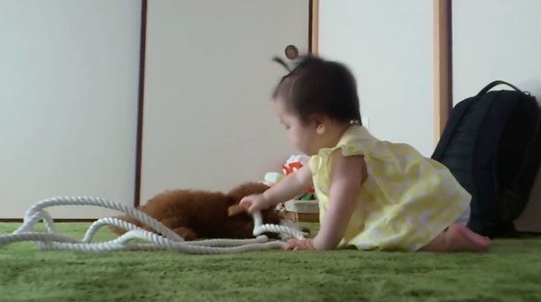 赤ちゃんとトイ・プードル