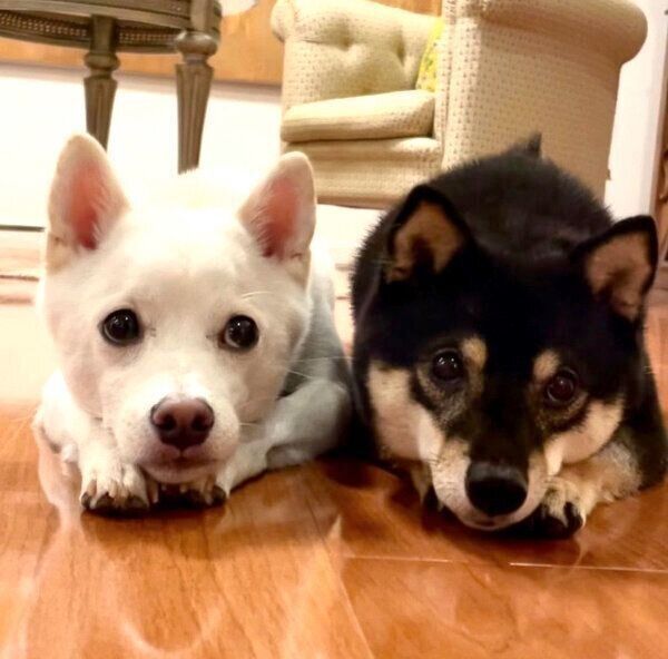 フセをするずうちゃん、トットくん