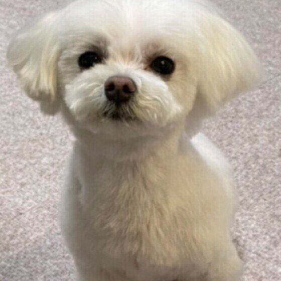 カメラ目線のマルチーズエルくん