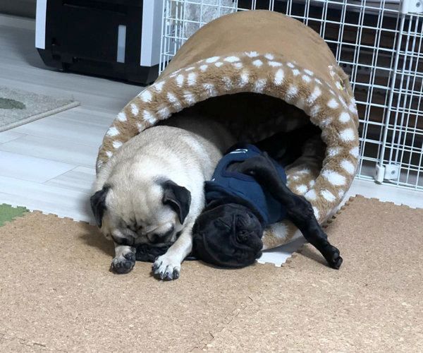 寝場所を争うパグ