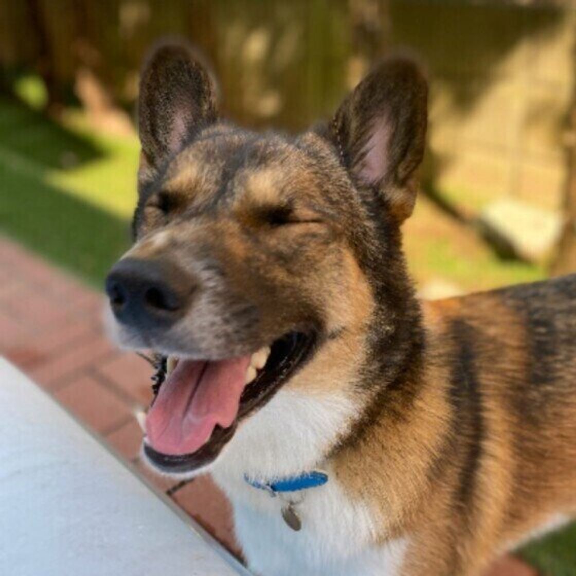 犬のよだれが ダラダラ 出る理由 病気の影響もある いぬのきもちweb Magazine 犬のよだれが ダラダラ 出る理由 病気の影響もある いぬのきもちweb Magazine
