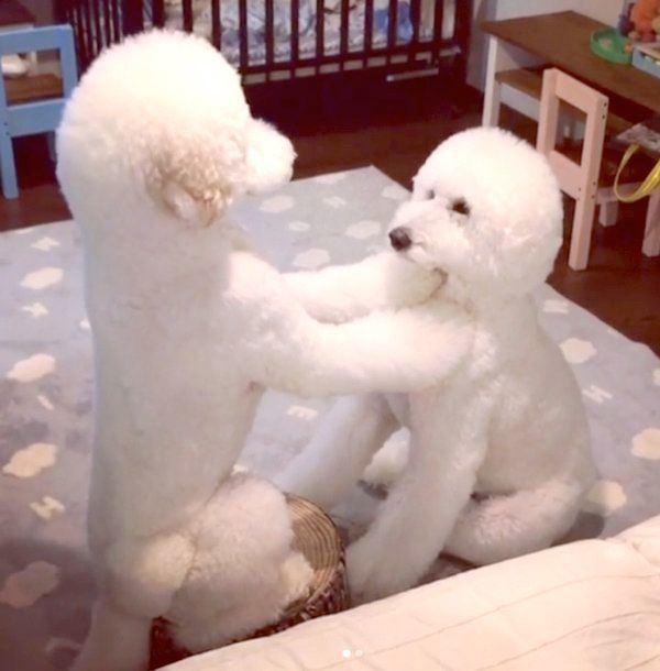 見つめ合うがっくんとりっくん