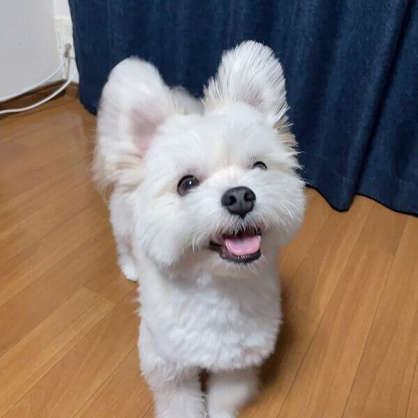 笑顔でおやつをもらいに来るぽんたくん