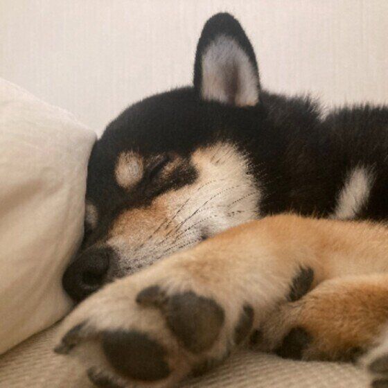 柴のくう太ちゃん