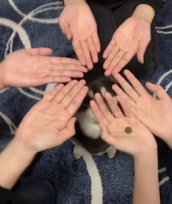 ゲームをする豆柴