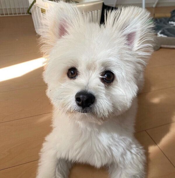 見つめるおちゃづけくん