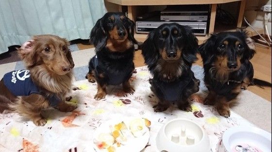 飼い主さんの本音を聞いた 多頭飼いをしていて よかった と思う瞬間は いぬのきもちweb Magazine