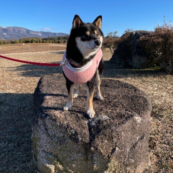 柴のごまちゃん