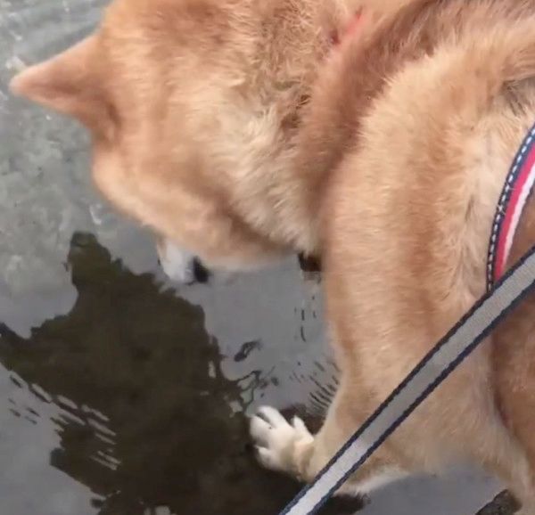 川に映る「お友達」を不思議がる柴犬
