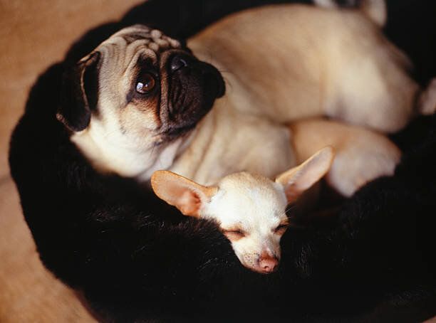 くつろぐ2頭の犬