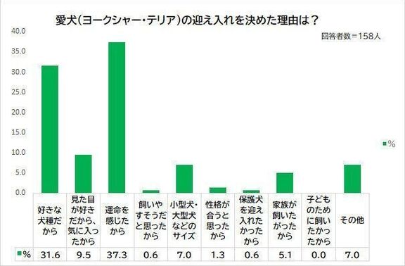 Q.ヨークシャー・テリアを迎え入れた理由は?