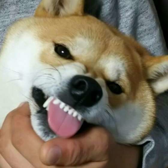ムキ顔の柴犬