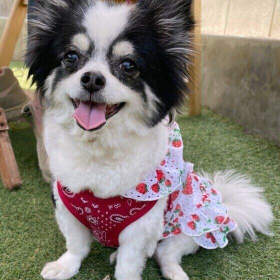 チワワのさくらちゃん